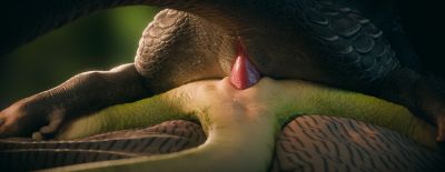 Slit To Slit
art by 1d.z
Keywords: dragon;dragoness;male;female;feral;M/F;penis;missionary;vaginal_penetration;closeup;cgi;1d.z