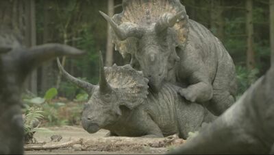 Triceratops Mating
unknown creator
Keywords: prehistoric_planet;dinosaur;ceratopsid;triceratops;male;female;feral;M/F;from_behind;suggestive;cgi