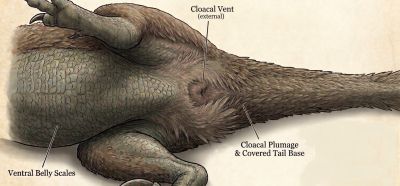 Raptor Cloaca
unknown creator
Keywords: dinosaur;theropod;raptor;feral;solo;cloaca;closeup;reference