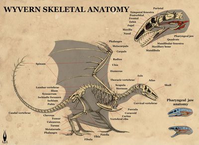 Wyvern Anatomy
art by firael
Keywords: dragon;wyvern;feral;skeleton;reference;solo;non-adult;firael