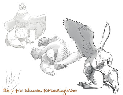 Aetus and Sawyer
art by haliaeetus
Keywords: avian;bird;eagle;male;feral;M/M;from_behind;anal;haliaeetus