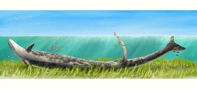 Basilosaurus
art by he_who_SILENCE
Keywords: basilosaurus;male;feral;solo;penis;spooge;he_who_SILENCE
