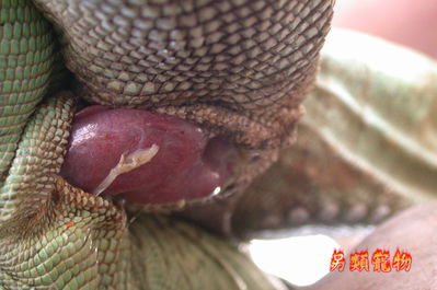 Iguan Mating Closeup 1
closeup of iguanas mating
Keywords: squamate;lizard;iguana;male;female;M/F;feral;from_behind;hemipenis;penis;closeup;cloaca;cloacal_penetration