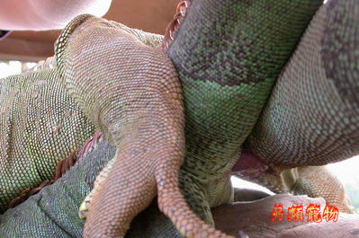Iguana Mating Closeup 2
closeup of iguanas mating
Keywords: squamate;lizard;iguana;male;female;M/F;feral;from_behind;hemipenis;penis;closeup;cloaca;cloacal_penetration