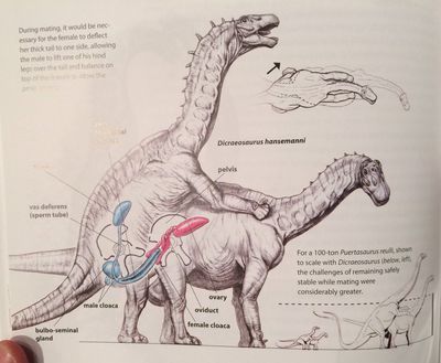 Dicraeosaurus Mating
art by mark_hallett
Keywords: dinosaur;sauropod;dicraeosaurus;male;female;feral;M/F;penis;from_behind;cloacal_penetration;internal;mark_hallett