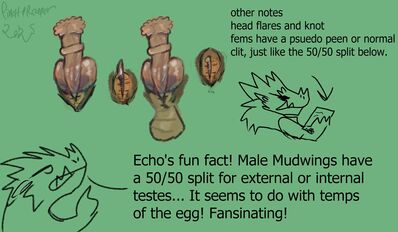 Mudwing (Wings_of_Fire)
art by pinatareaper
Keywords: wings_of_fire;mudwing;dragon;male;feral;solo;penis;closeup;reference;pinatareaper