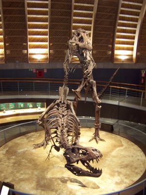 Tyrannosaur Mating Exhibit 02
from the Jurassic Museum of Asturias
Keywords: dinosaur;theropod;tyrannosaurus_rex;trex;male;female;feral;M/F;from_behind;skeleton;museum