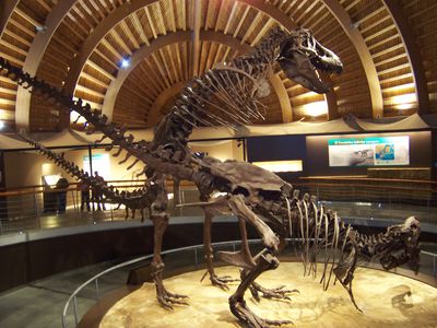 Tyrannosaur Mating Exhibit 03
from the Jurassic Museum of Asturias
Keywords: dinosaur;theropod;tyrannosaurus_rex;trex;male;female;feral;M/F;from_behind;skeleton;museum