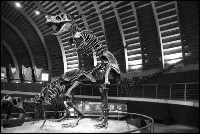 Tyrannosaur Mating Exhibit 04
from the Jurassic Museum of Asturias
Keywords: dinosaur;theropod;tyrannosaurus_rex;trex;male;female;feral;M/F;from_behind;skeleton;museum