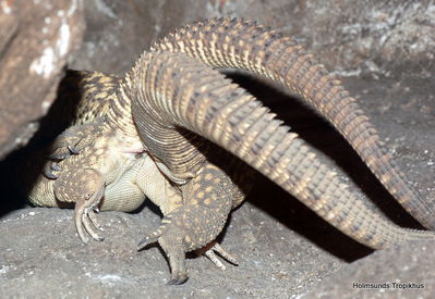 Monitors Mating
monitor lizards mating
Keywords: squamate;lizard;monitor_lizard;male;female;feral;M/F;from_behind;cloacal_penetration;cloaca