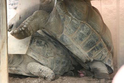 Tortoise Sex
tortoises mating
Keywords: chelonian;tortoise;male;female;feral;m/f;from_behind;penis