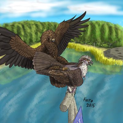 Sawyer and Ashnaghall
art by uppmap123
Keywords: avian;bird;eagle;osprey;male;feral;M/M;from_behind;uppmap123