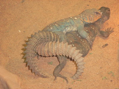 Uromastyx Mating
uromastyx mating
Keywords: squamate;lizard;uromastyx;male;female;feral;M/F;from_behind
