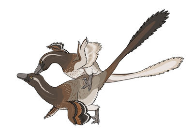 Velociraptors Mating
art by galoa
Keywords: dinosaur;theropod;raptor;velociraptor;male;female;feral;M/F;from_behind;suggestive;galoa