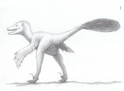 Feathered Raptor
art by zw3
Keywords: dinosaur;theropod;raptor;feral;solo;cloaca;zw3