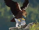 arf-fra_falcon-eagle.jpg