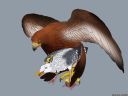 backlash91_eagle_seagull.jpg