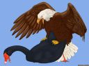 backlash91_eagle_swan_mate_for_life.jpg