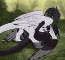 halanari_breed.jpg