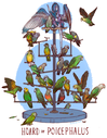 hoard_of_budgies.png