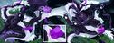 Filename=sunhawk_nova_and_azvenauris.jpg
Filesize=304KiB
Dimensions=2046x782
Date added=Jul 30, 2025 sunhawk_nova_and_azvenauris.jpg