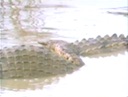 alligators_mating.mov