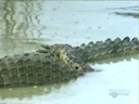crocodiles_mating1.mov